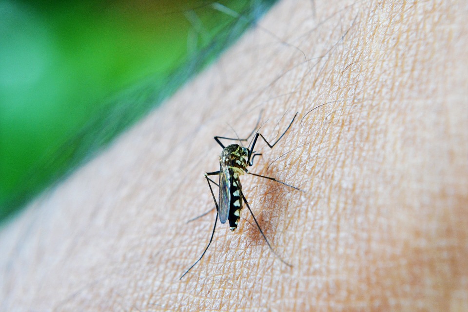 Bylinky proti komárům. Jaké zahání nepříjemný hmyz?