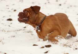 Co všechno má vliv na zdraví psího mazlíčka v zimě?