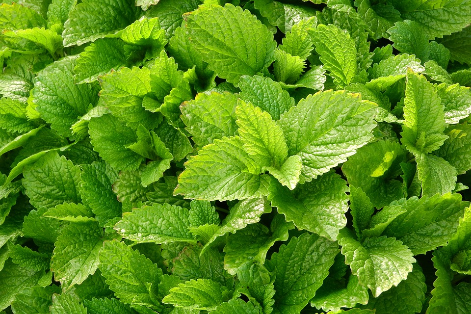Jak pěstovat vytrvalou bylinku jménem meduňka
