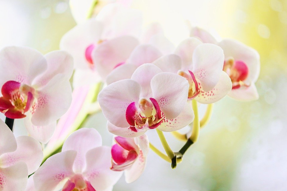 Jak to udělat, aby orchidej kvetla?