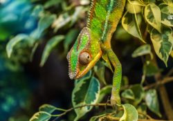 Hady a chameleóni ako nenároční maznáčikovia, ktoré nestresuje vaše neprítomnosť