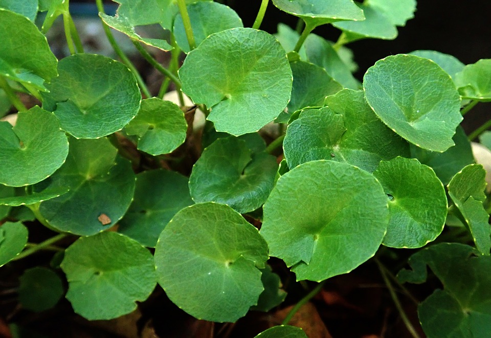Méně známé pokojové rostliny, které léčí. Nepěstujte jen známou aloe vera